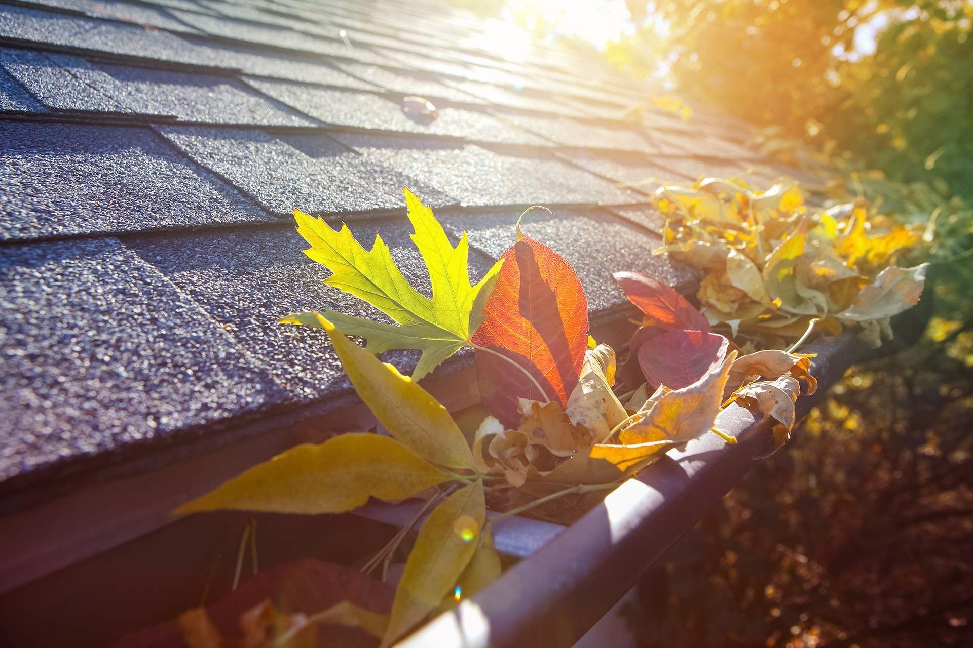 Leaves clog a rooftop gutter; sunlight shines.