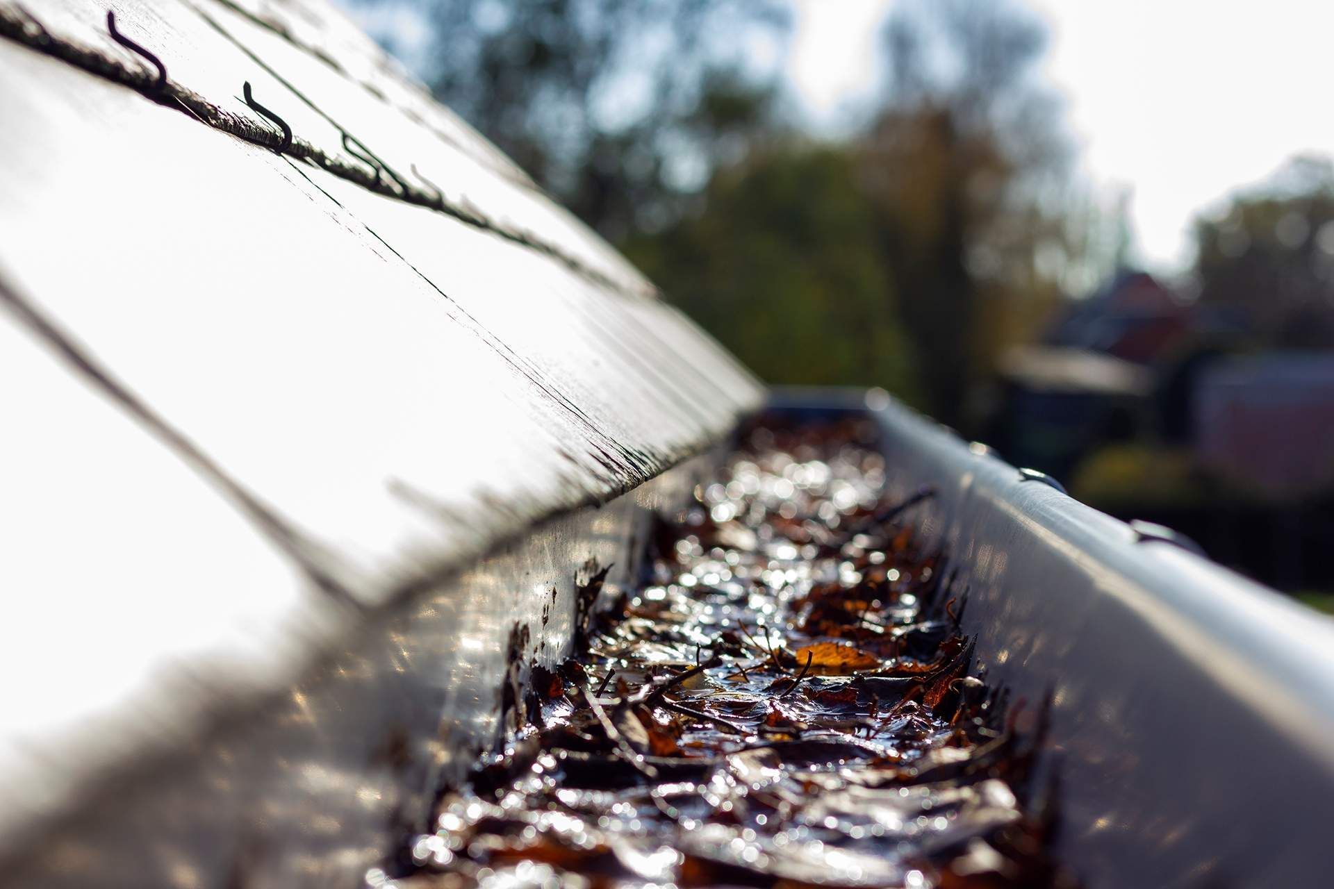 Gutter filled with wet leaves, viewed from a low angle. Daylight, with a blurry background of trees and houses.