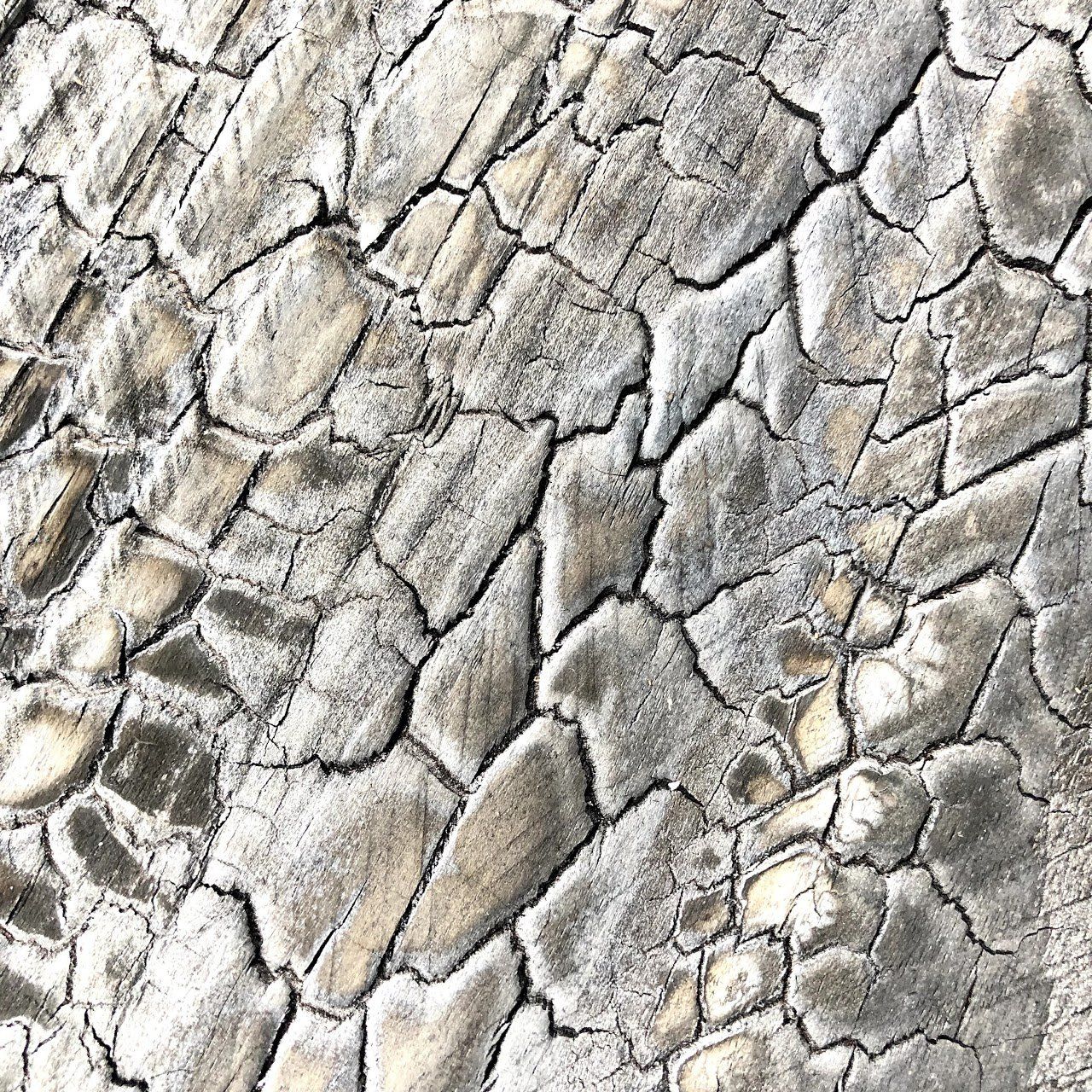 Shou Sugi Ban | Douglas | Medium | Niet bewerkt | Niet afgewerkt