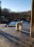 decorative concrete patio