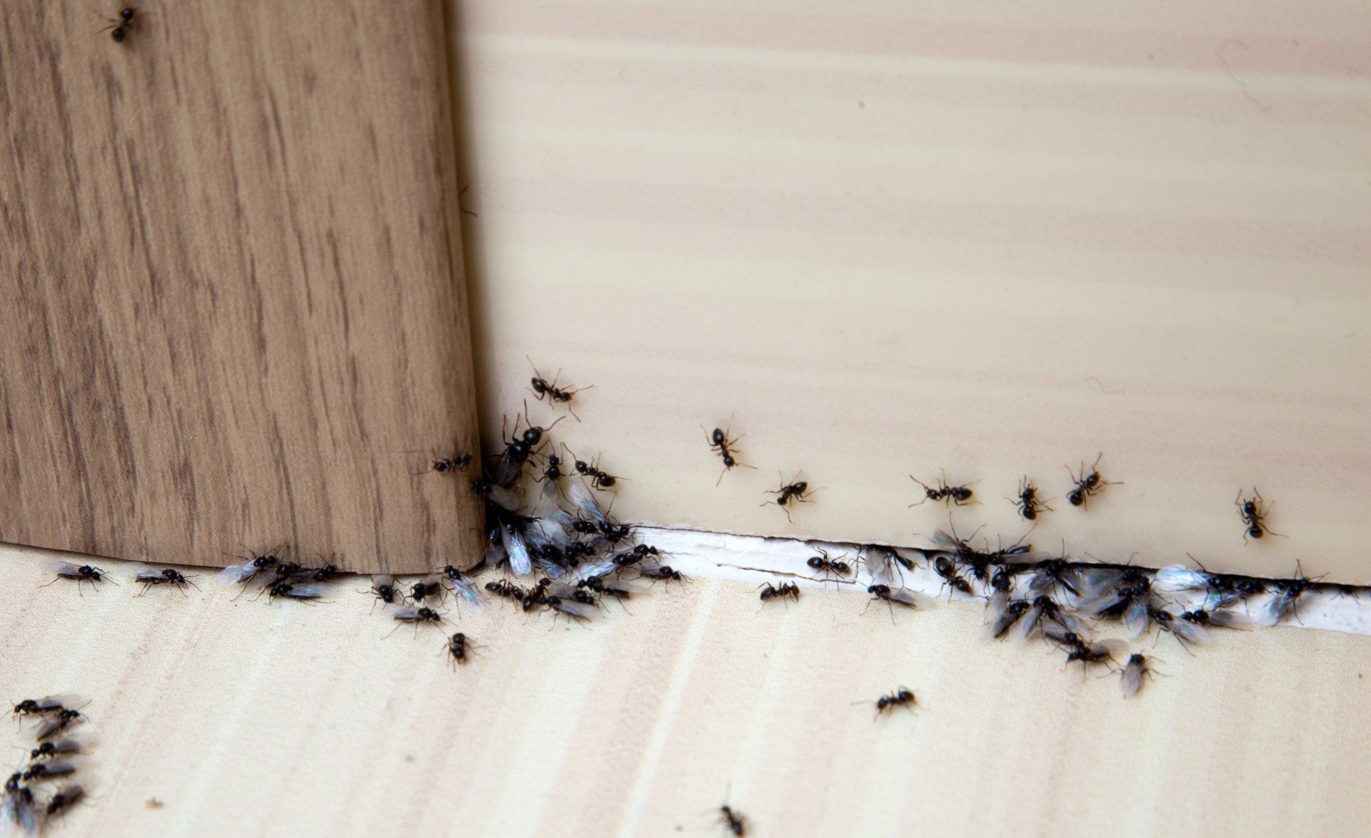 Un groupe de fourmis rampe sur un plancher en bois.