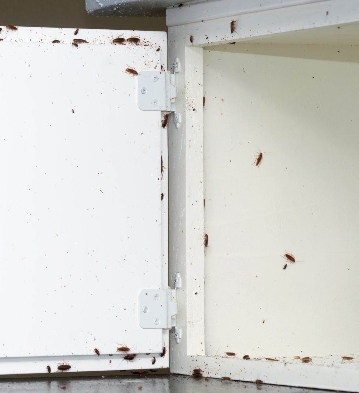 Des cafards rampent à l'intérieur d'une armoire blanche
