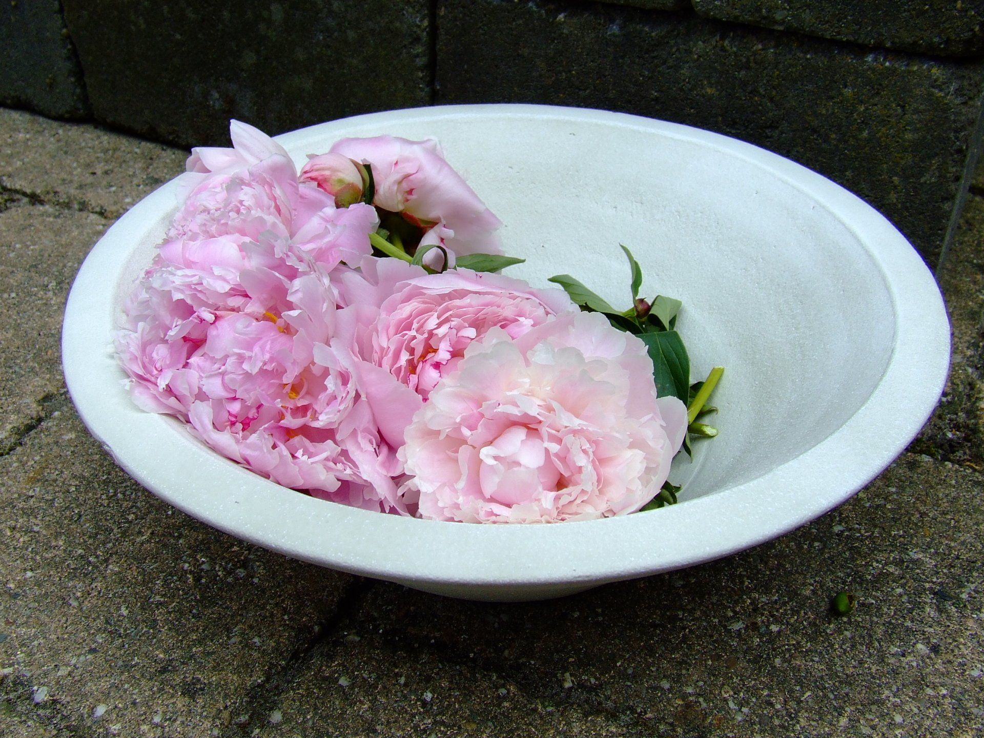 niek bloempot, unieke decoratie, bloempot van terracotta, bloempot, bloempot binnenshuis, bloempot buitenshuis, betondeco, betondecoratie, unieke betondecoratie