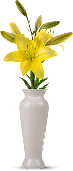 Yellow lilies in a vase