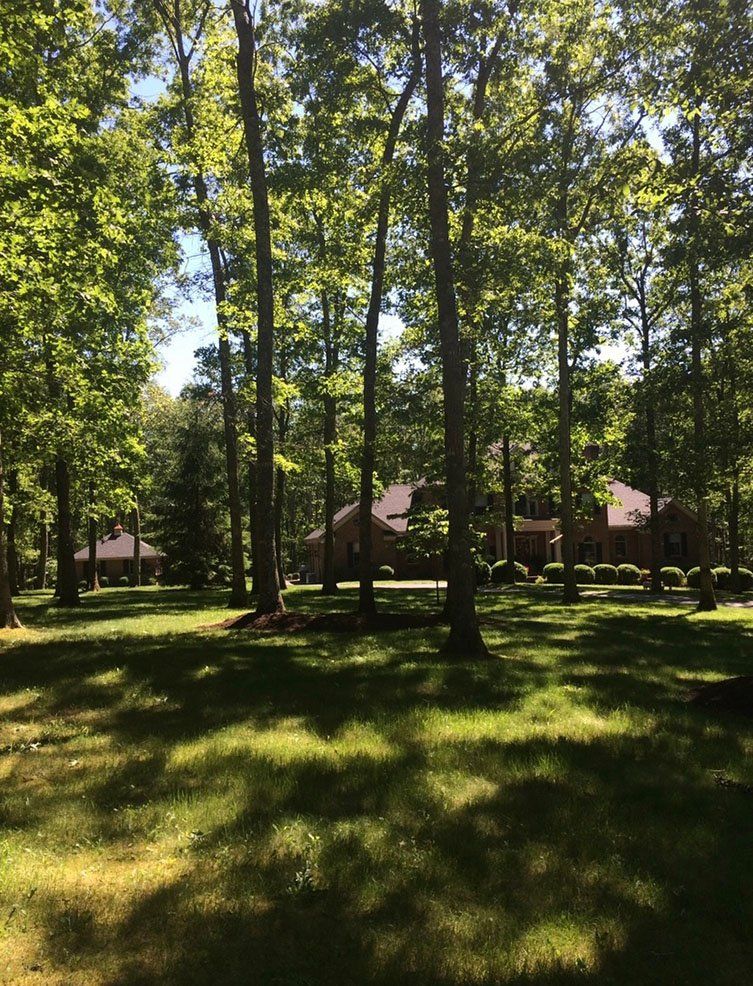 Luscious grassy area with trees and circular bushes — Daniels, WV — Mastiff Lawn & Tree Care