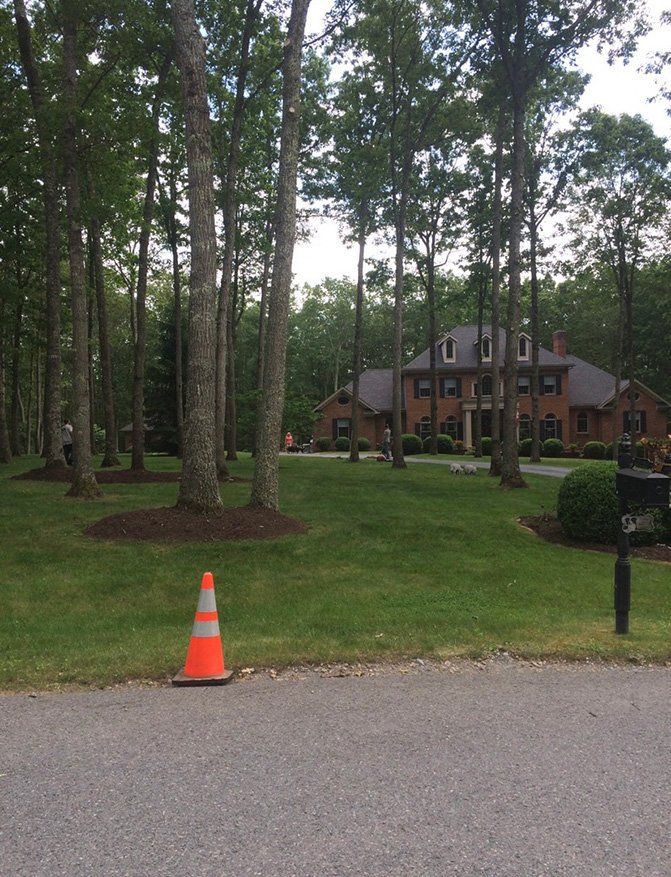 Traffic cone in front of grassy area full of trees — Daniels, WV — Mastiff Lawn & Tree Care