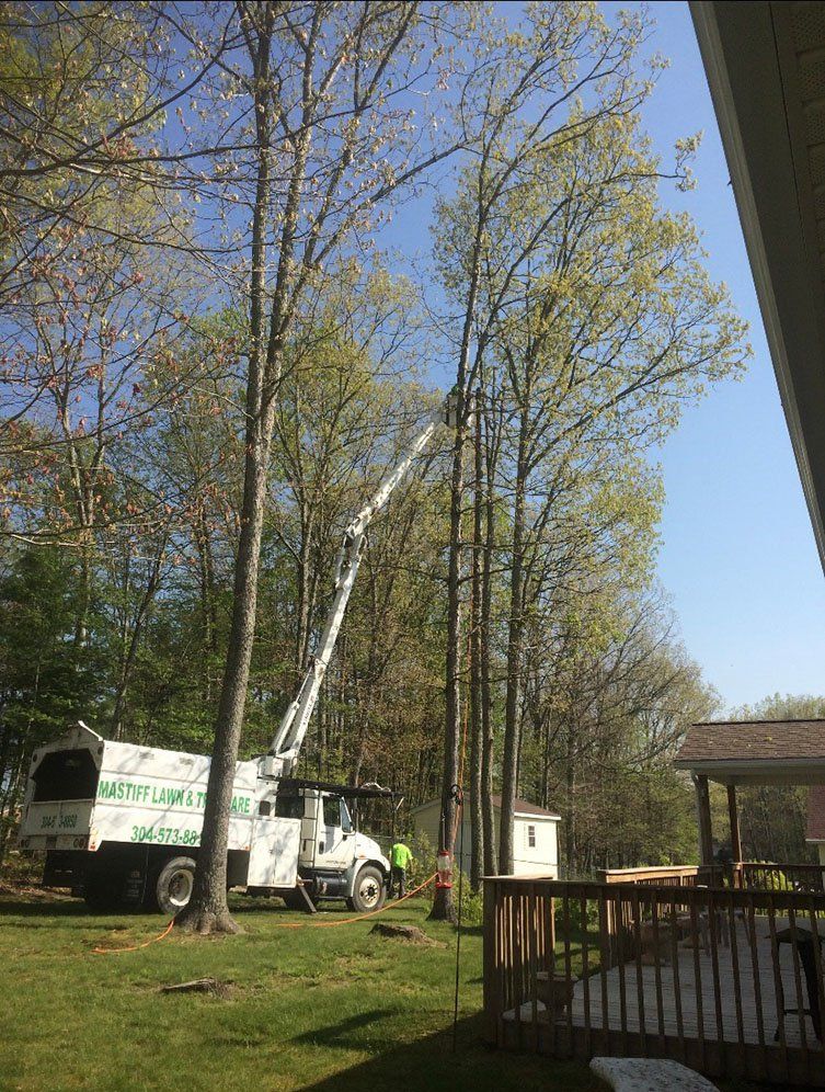 Truck with lift holding a person working on tall thin tree — Daniels, WV — Mastiff Lawn & Tree Care