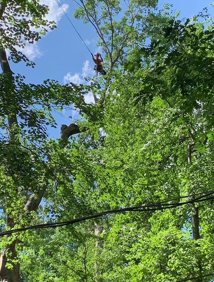 Man holding wire while standing on tree branch — Daniels, WV — Mastiff Lawn & Tree Care