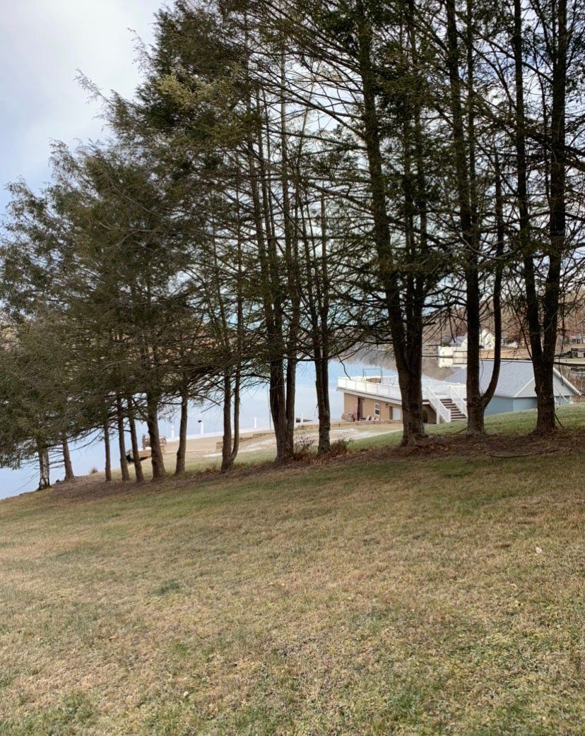 Many tall thin trees right next to small dock and river — Daniels, WV — Mastiff Lawn & Tree Care