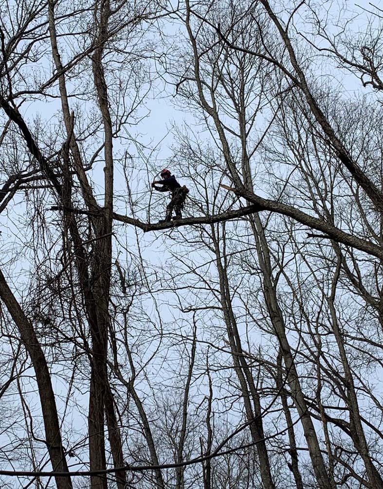 Man standing on tree branch — Daniels, WV — Mastiff Lawn & Tree Care