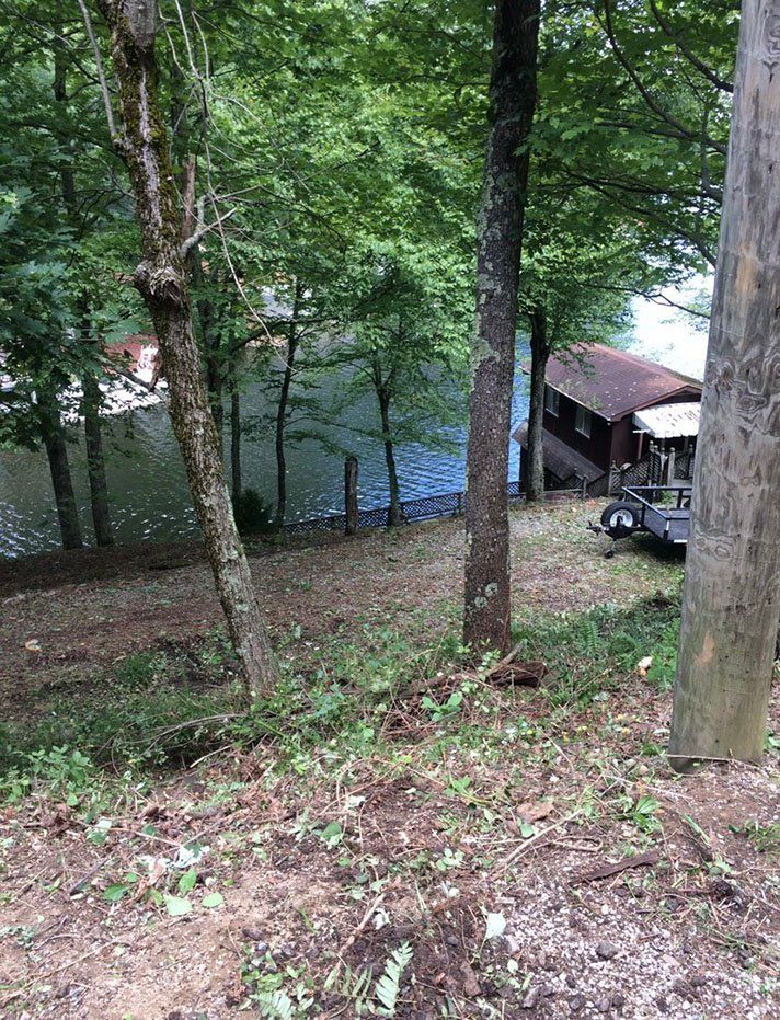 Three trees next to path that leads to river — Daniels, WV — Mastiff Lawn & Tree Care