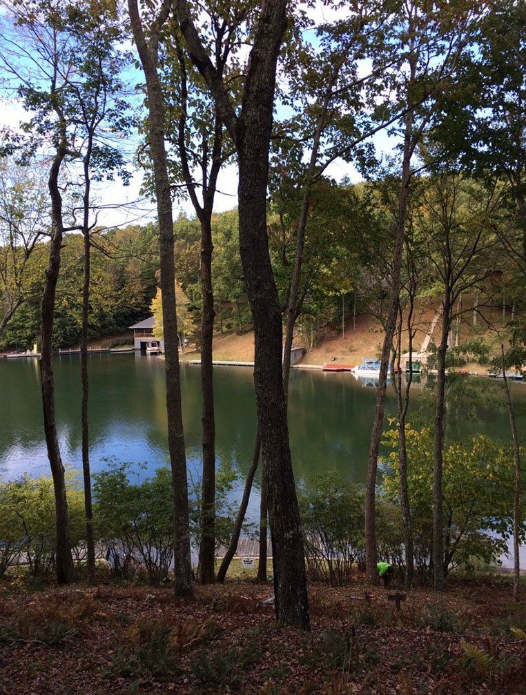 Small bushes and trees in front of river — Daniels, WV — Mastiff Lawn & Tree Care