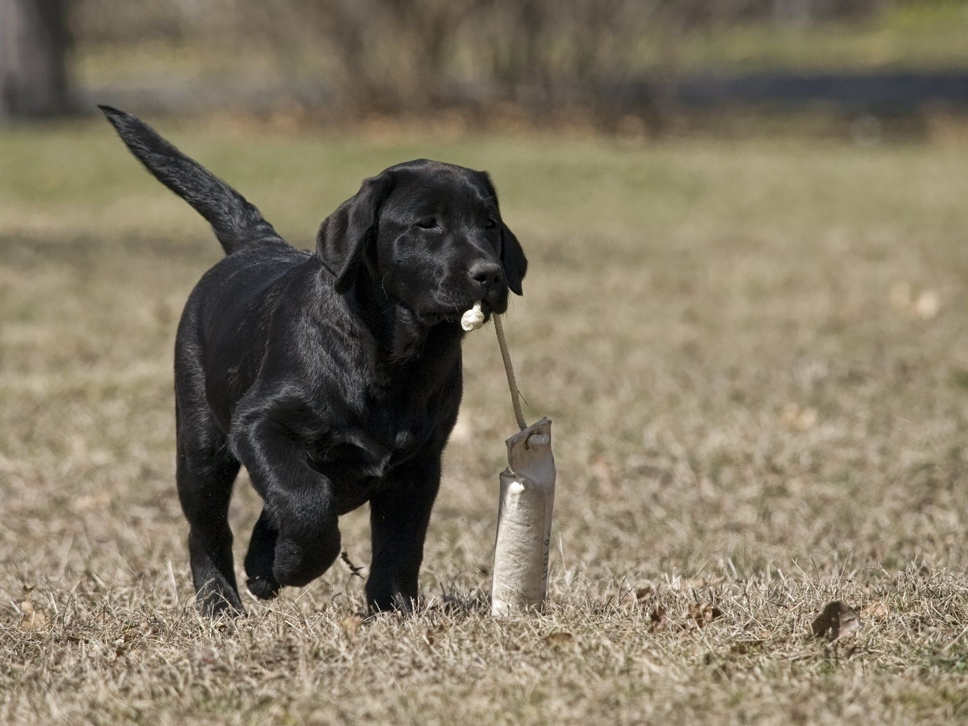 A black dog is running in the grass with a stick in its mouth.