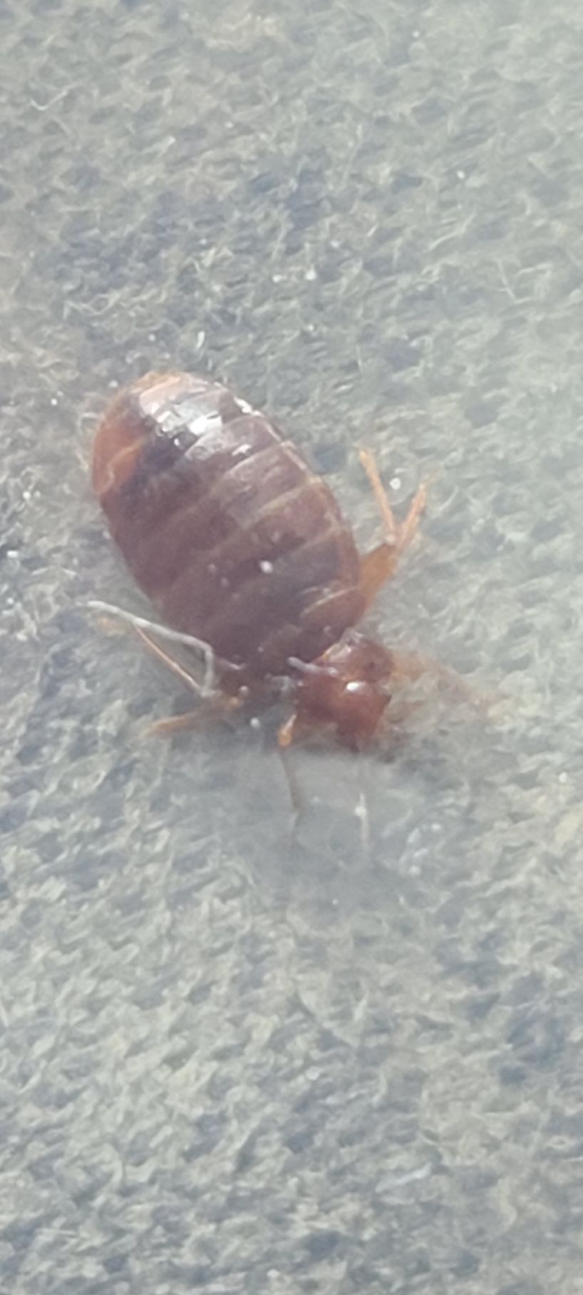 Bed bug on a textured white surface. Brown, oval-shaped body with visible legs and antennae.