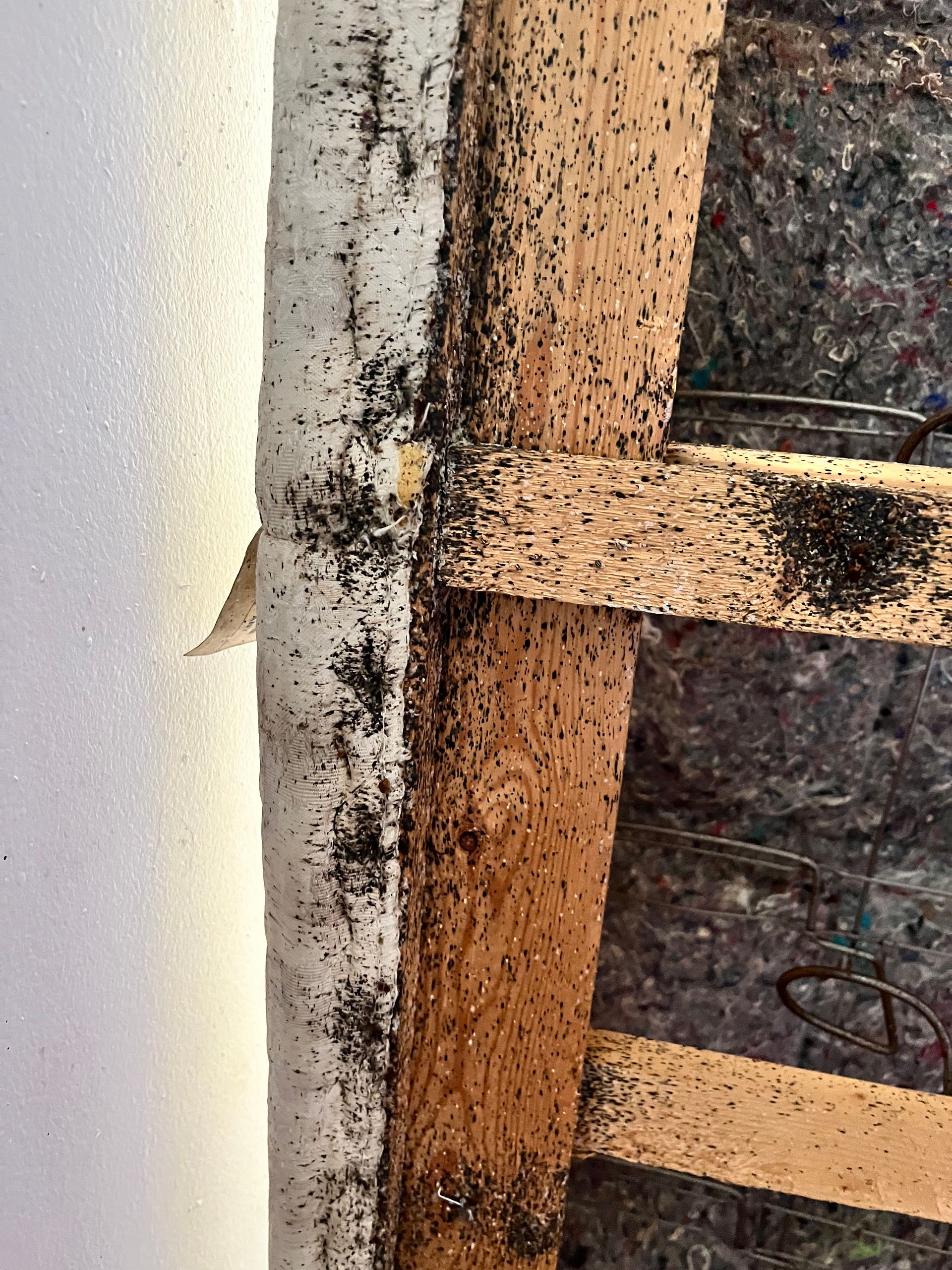 Black insect infestation on wooden structure next to a white wall.