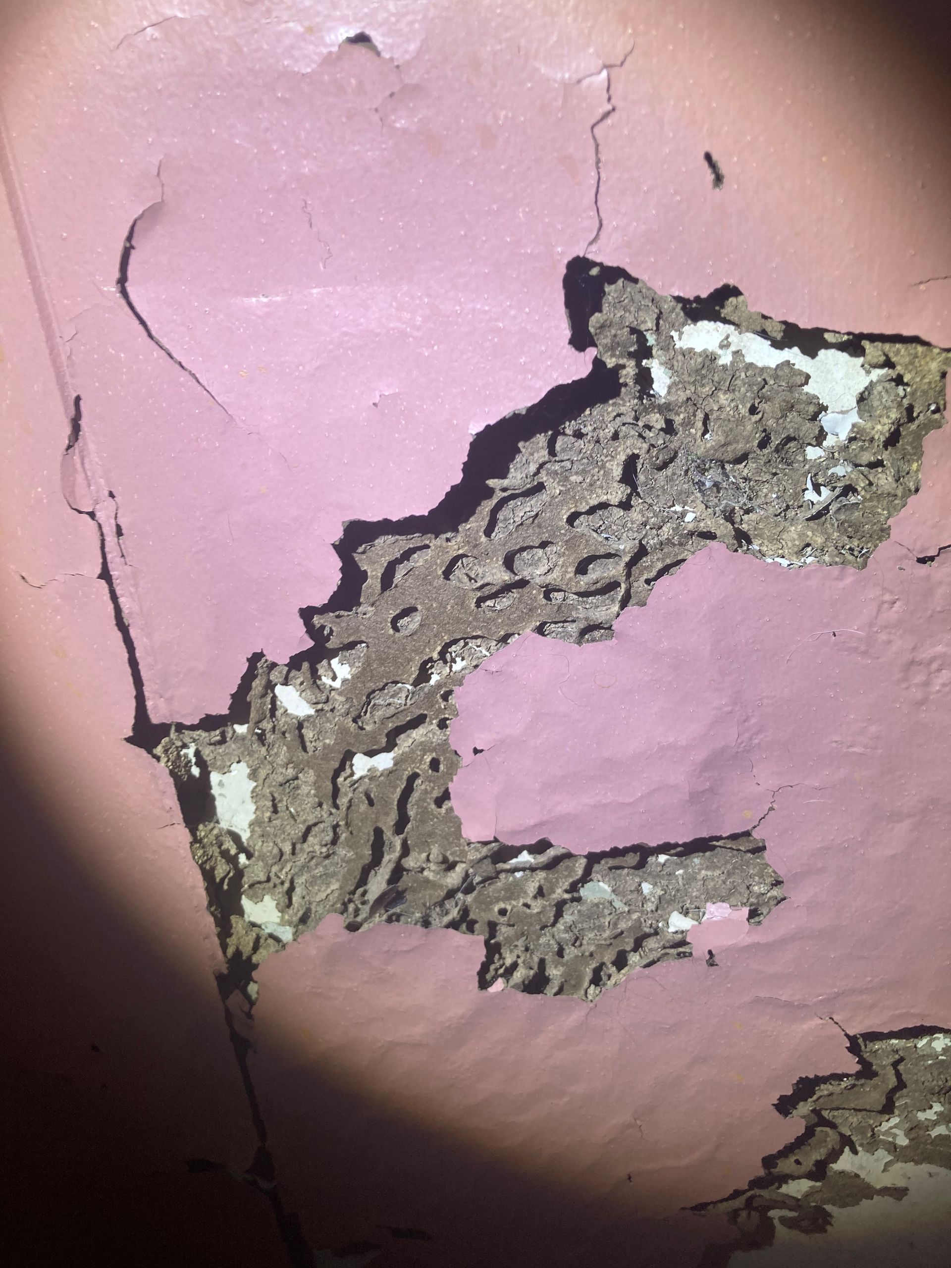 Pink wall with peeling paint revealing termite damage.