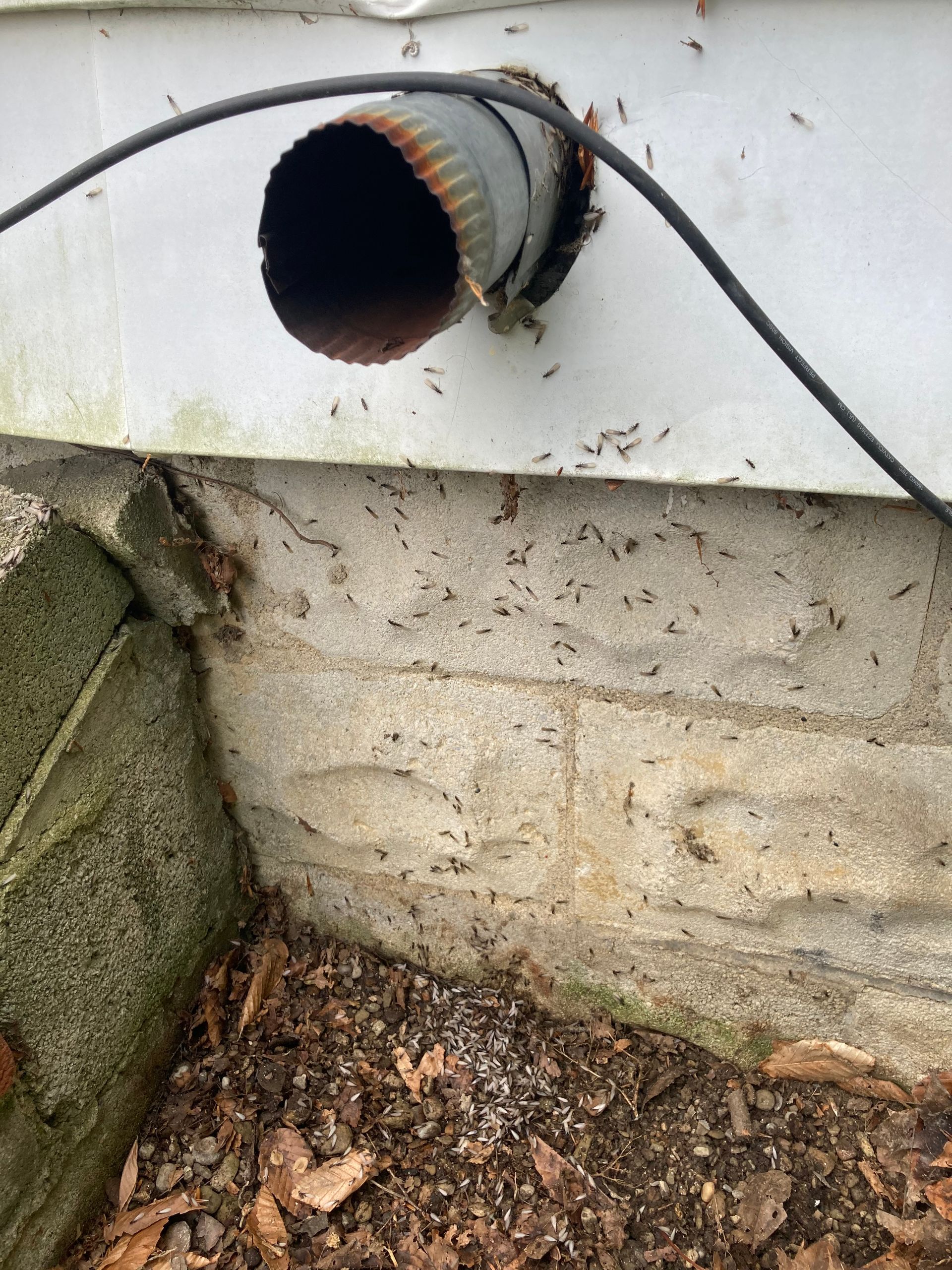 Ants crawling on a concrete foundation near a vent pipe and electrical cable, with debris at the base of the wall.