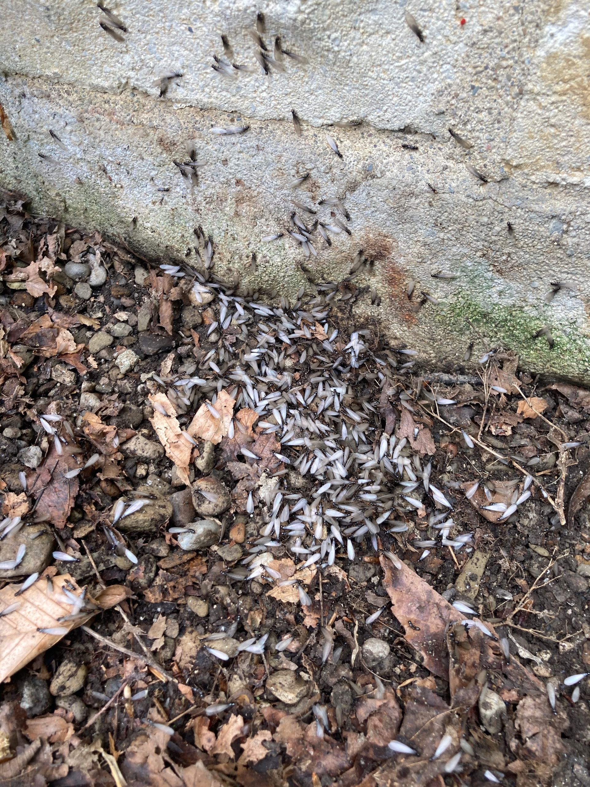 Swarm of winged termites on leaf-covered ground near a concrete wall.