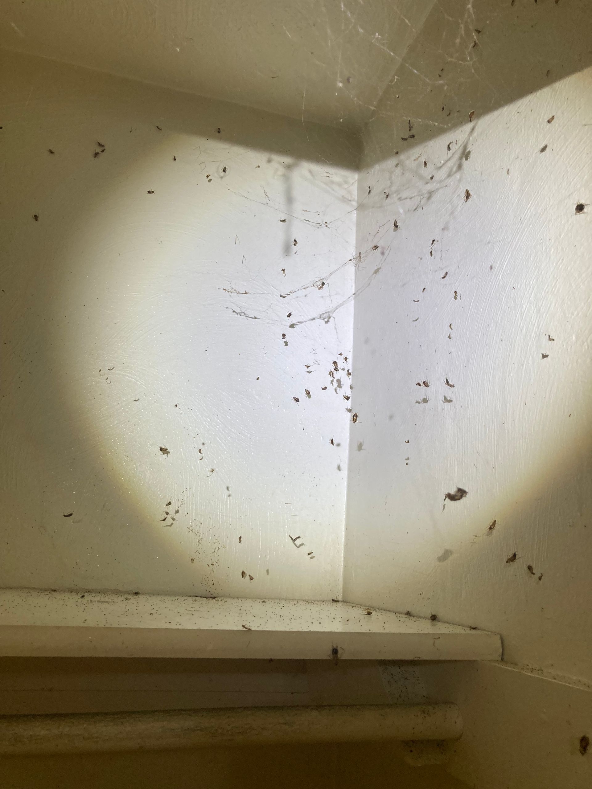 Corner of a room with cobwebs, small debris, and a bright circular light shining.
