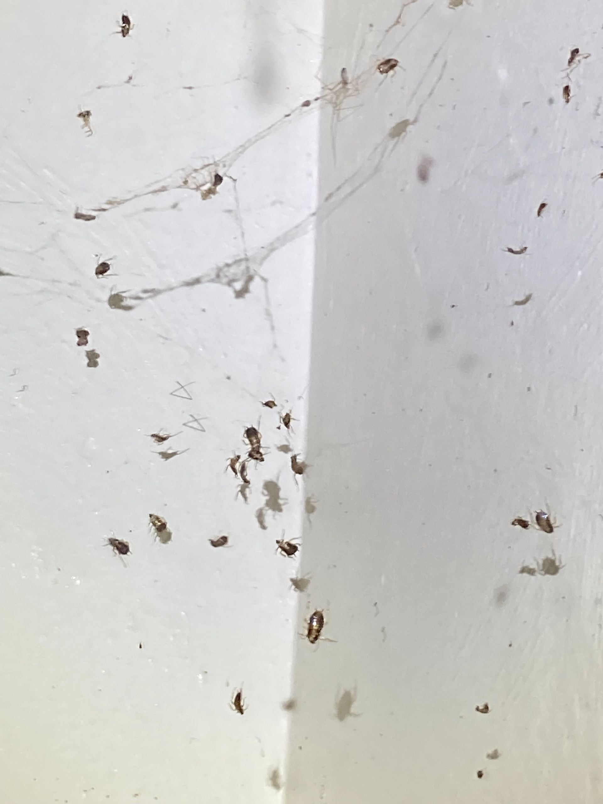 Spider web with many trapped small insects on a white wall corner.