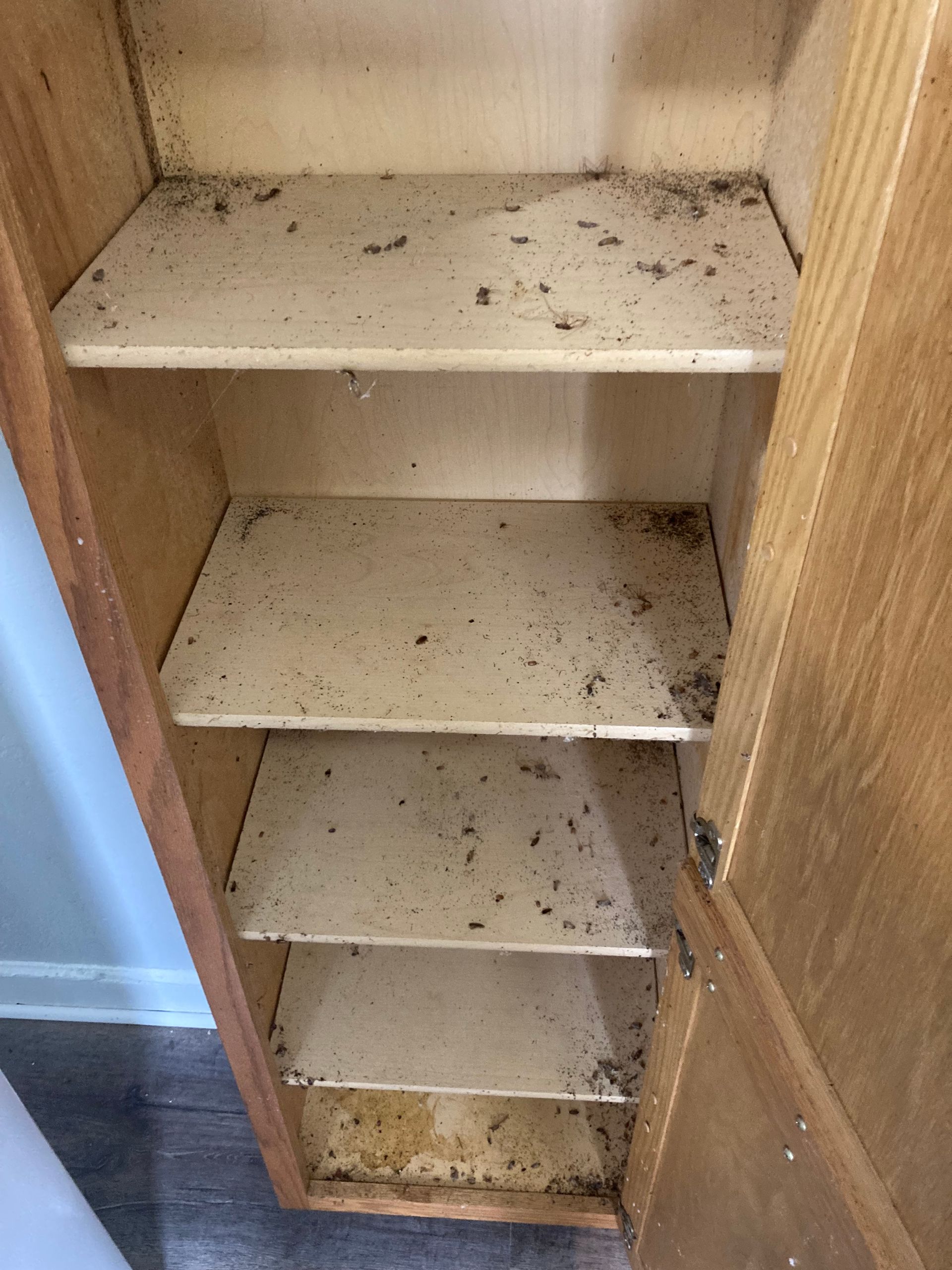 Open wooden cabinet with shelves covered in debris.
