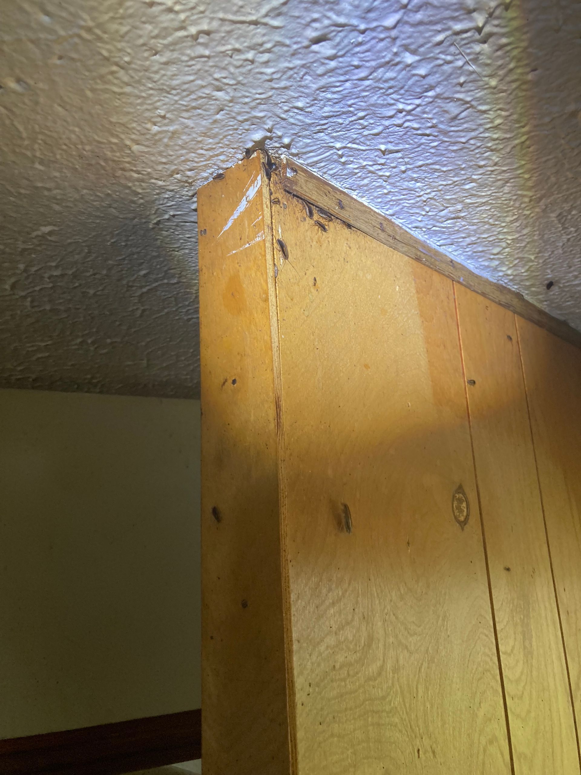 Corner of a wood panel wall against a textured white ceiling. Dark staining is visible at the top corner.