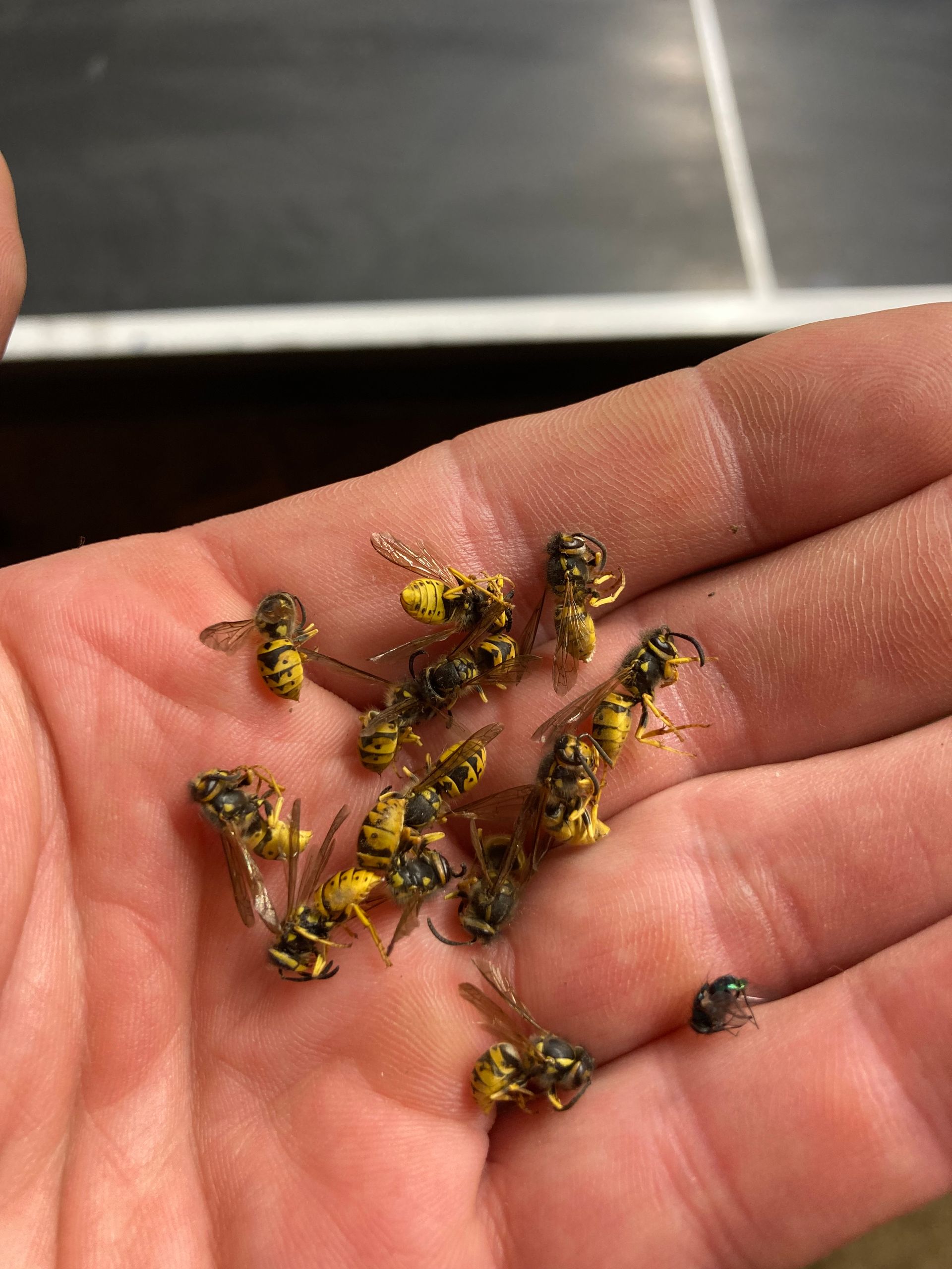 Hand holding a pile of dead yellow and black wasps.