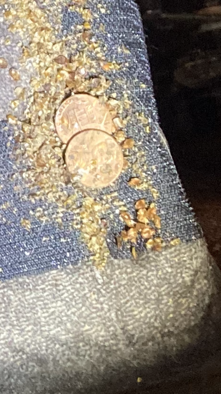 Two pennies on a blue and gray surface, covered in small, brown debris.