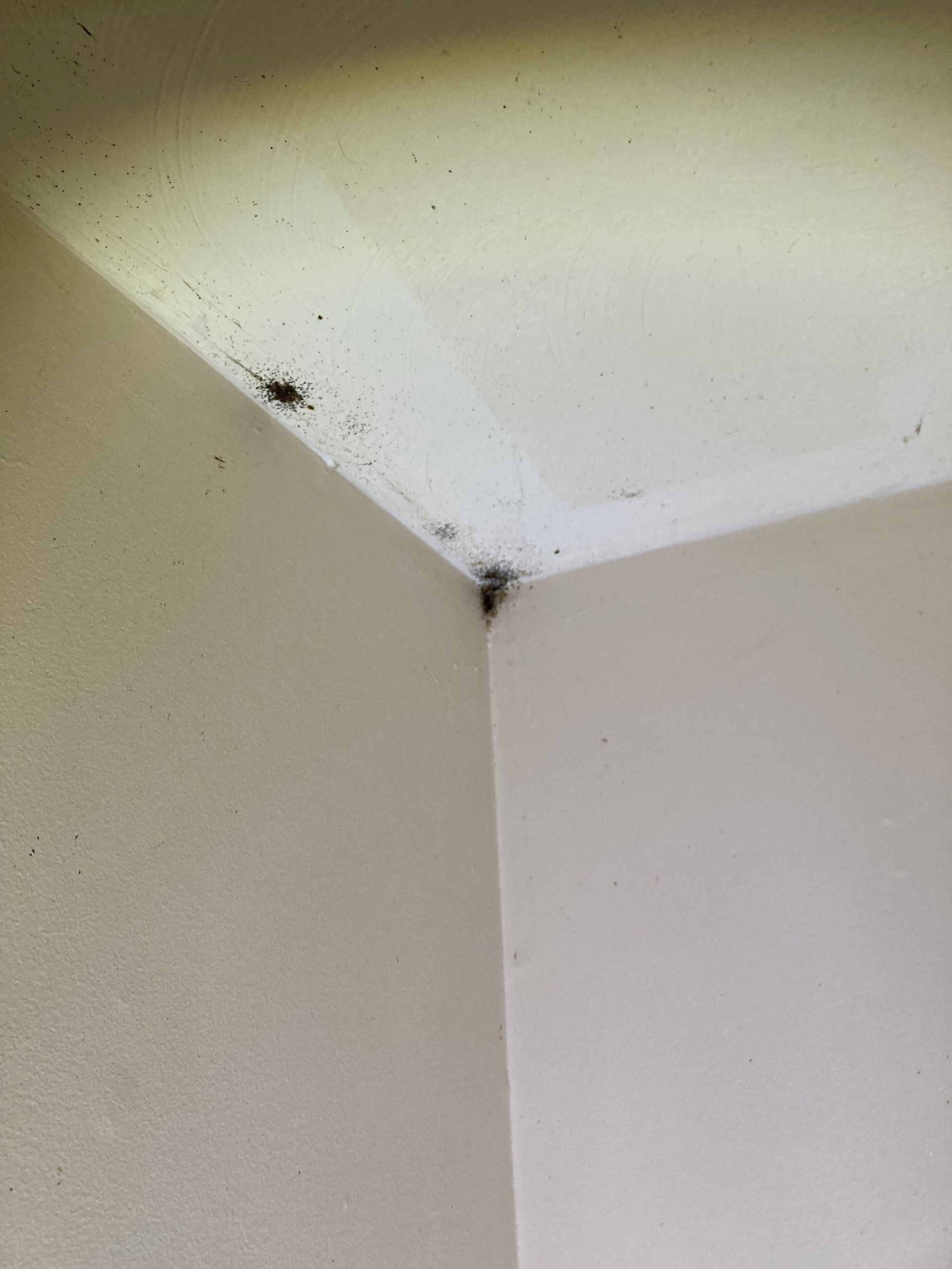 Corner of a room with dark specks and clusters in the upper corner on the ceiling and walls.