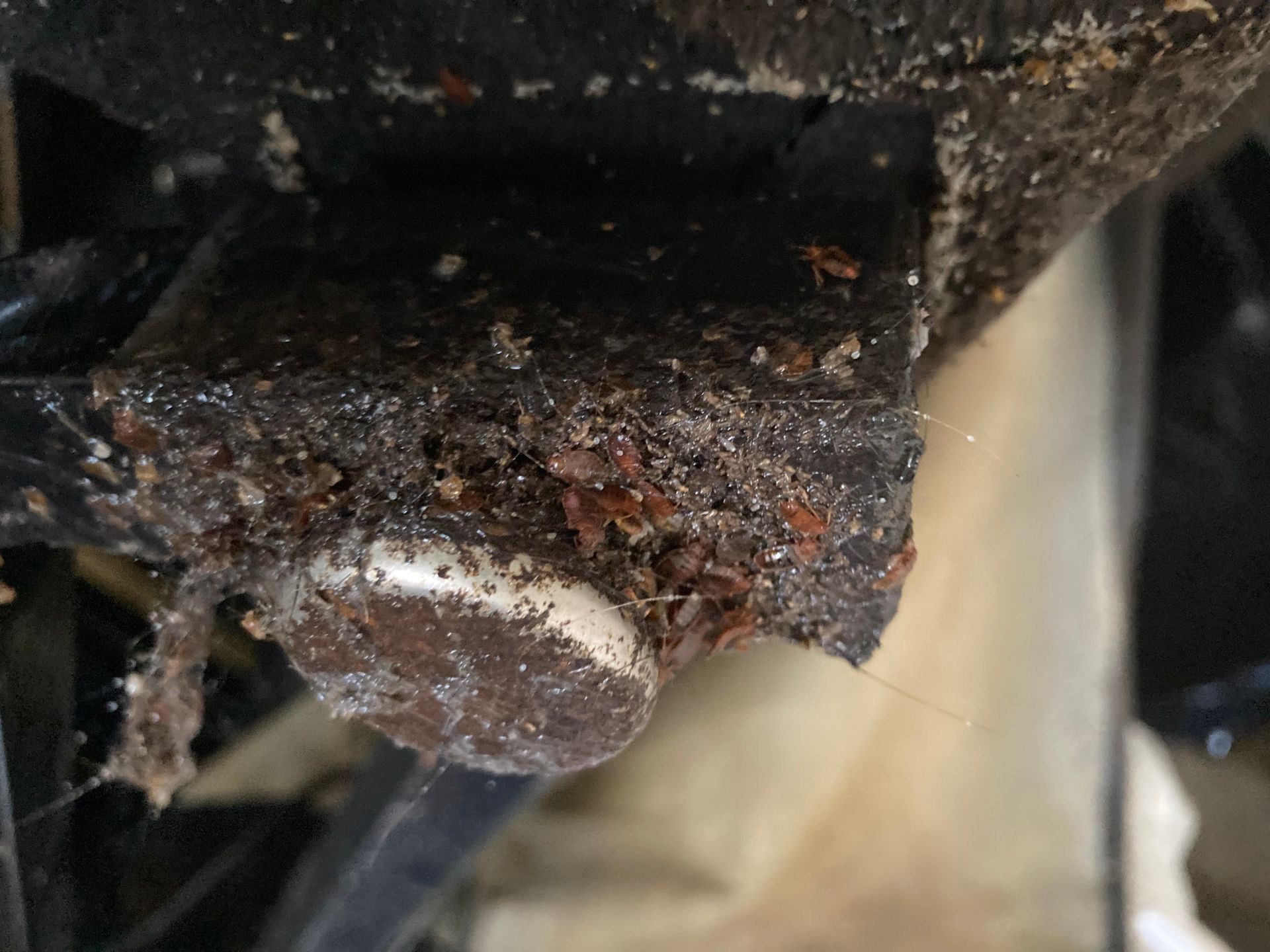 Close-up view of a dirty, black, dusty surface. A small, white, egg-shaped object sits at the bottom.