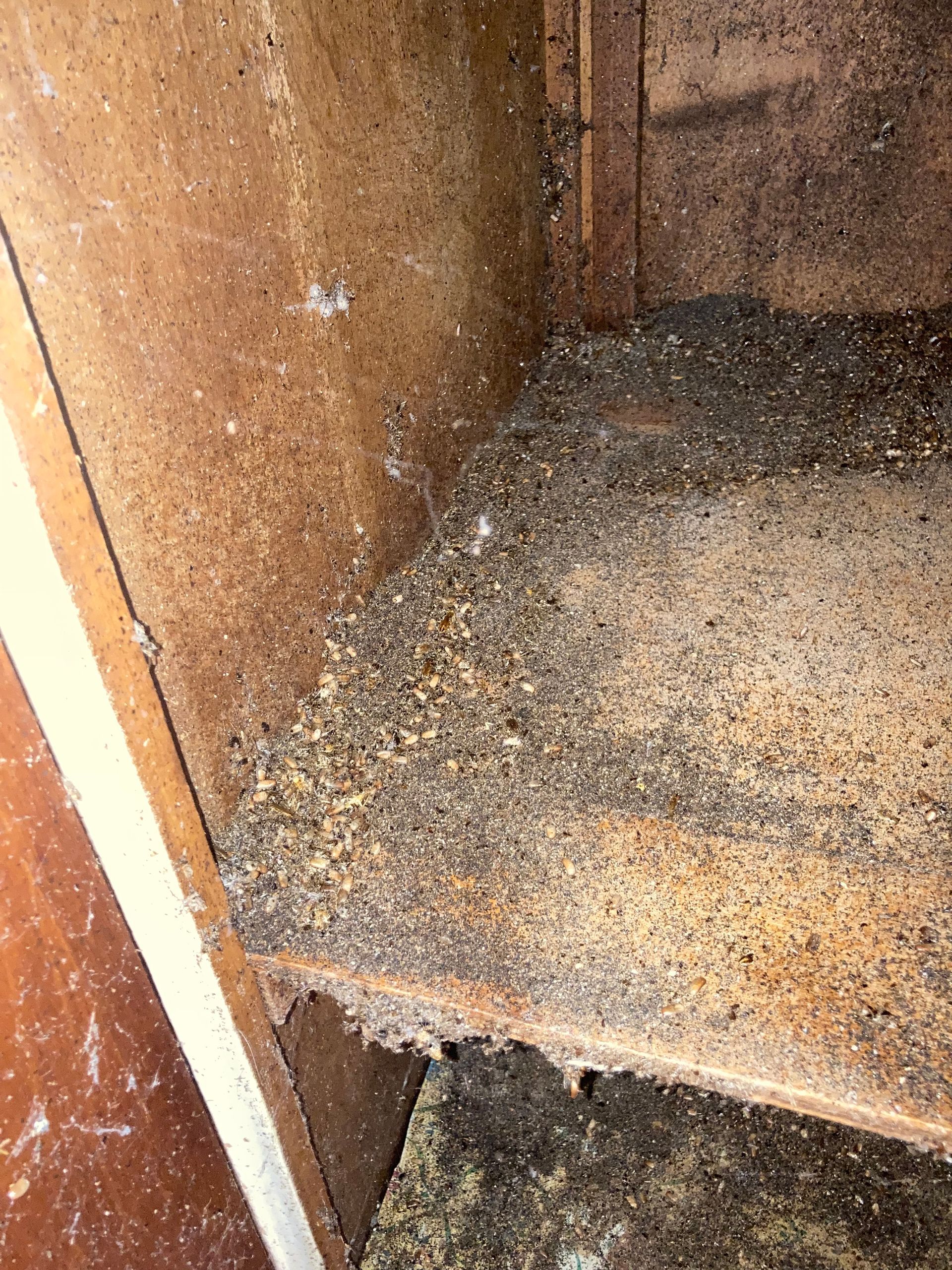 Accumulation of debris, likely insect droppings, inside a wooden structure.