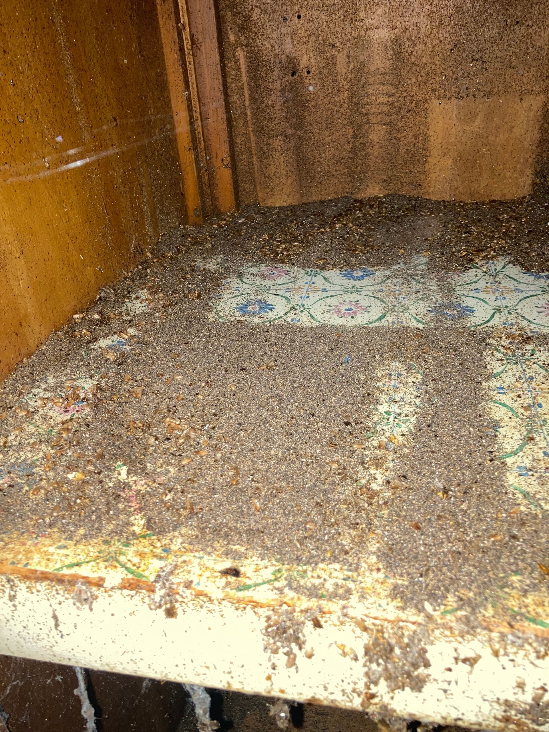 Piles of small, dark granular debris on a shelf and in the corner of a dusty compartment.