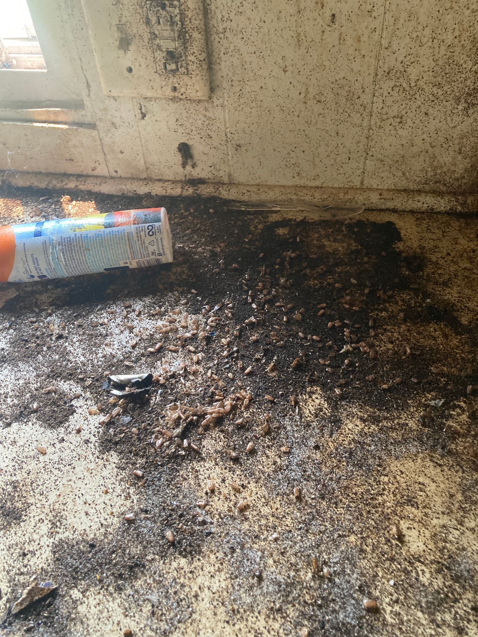 Dark debris covers a surface, likely insect droppings. A partial view of a pesticide can be seen.
