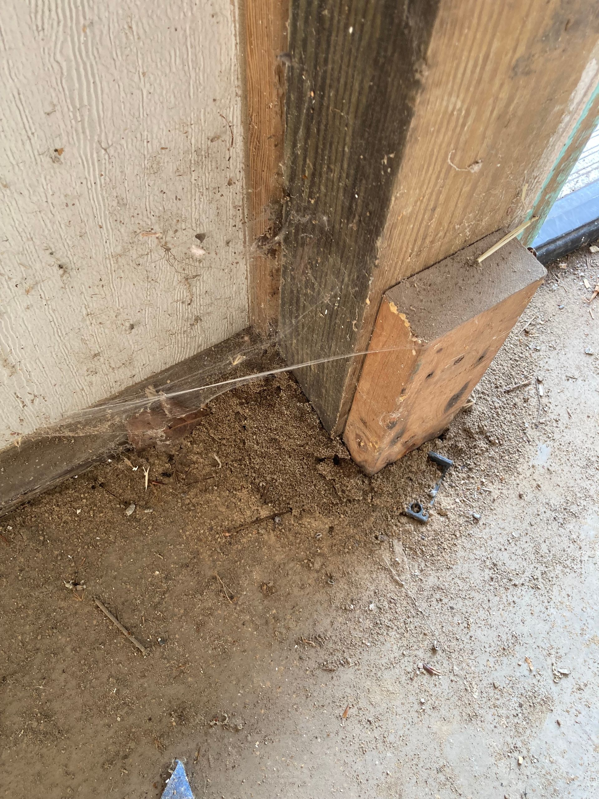 A wooden post and wall with a web and sawdust-like debris.