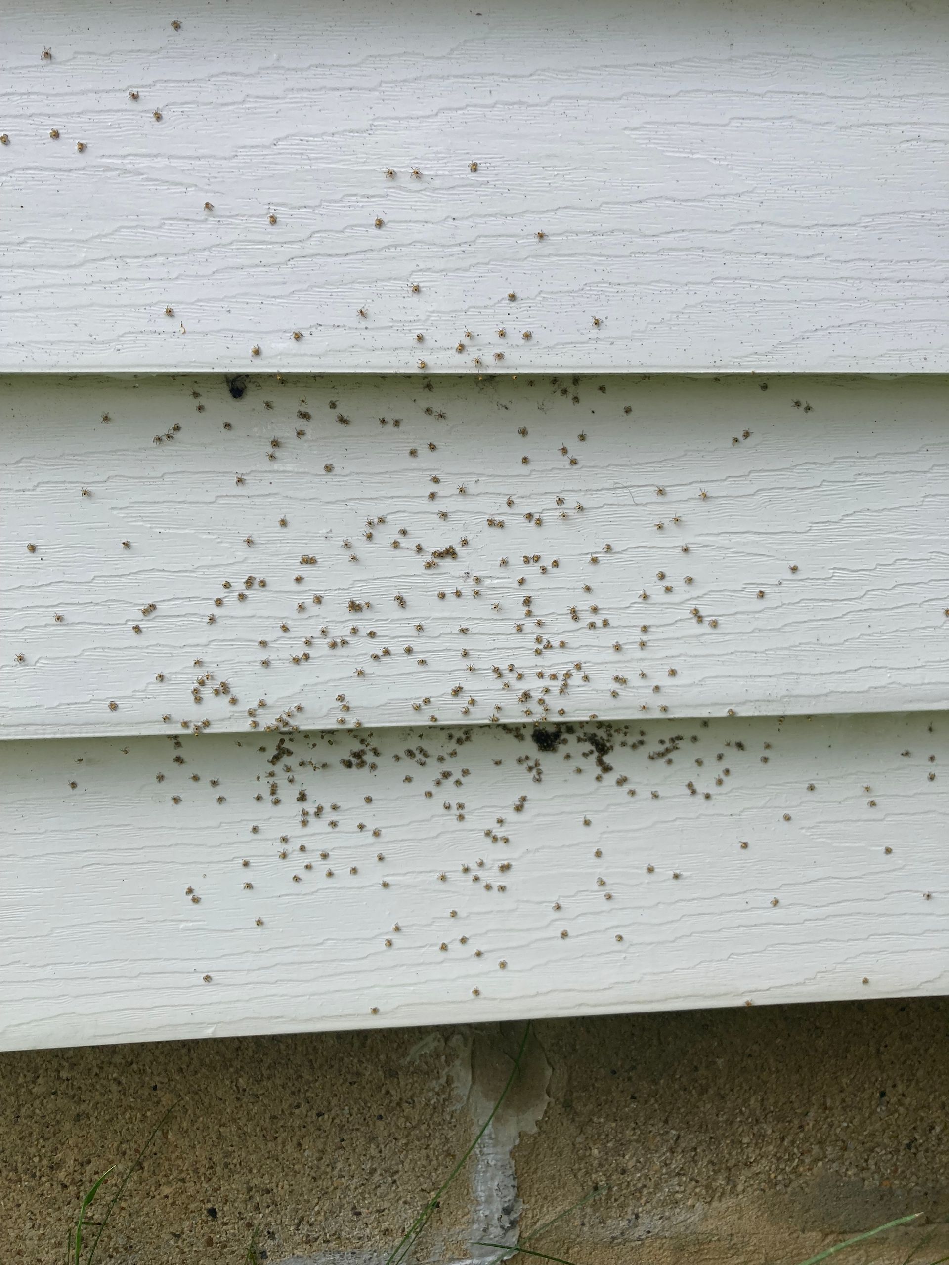 Small, dark insects clustered on white siding above a concrete foundation.
