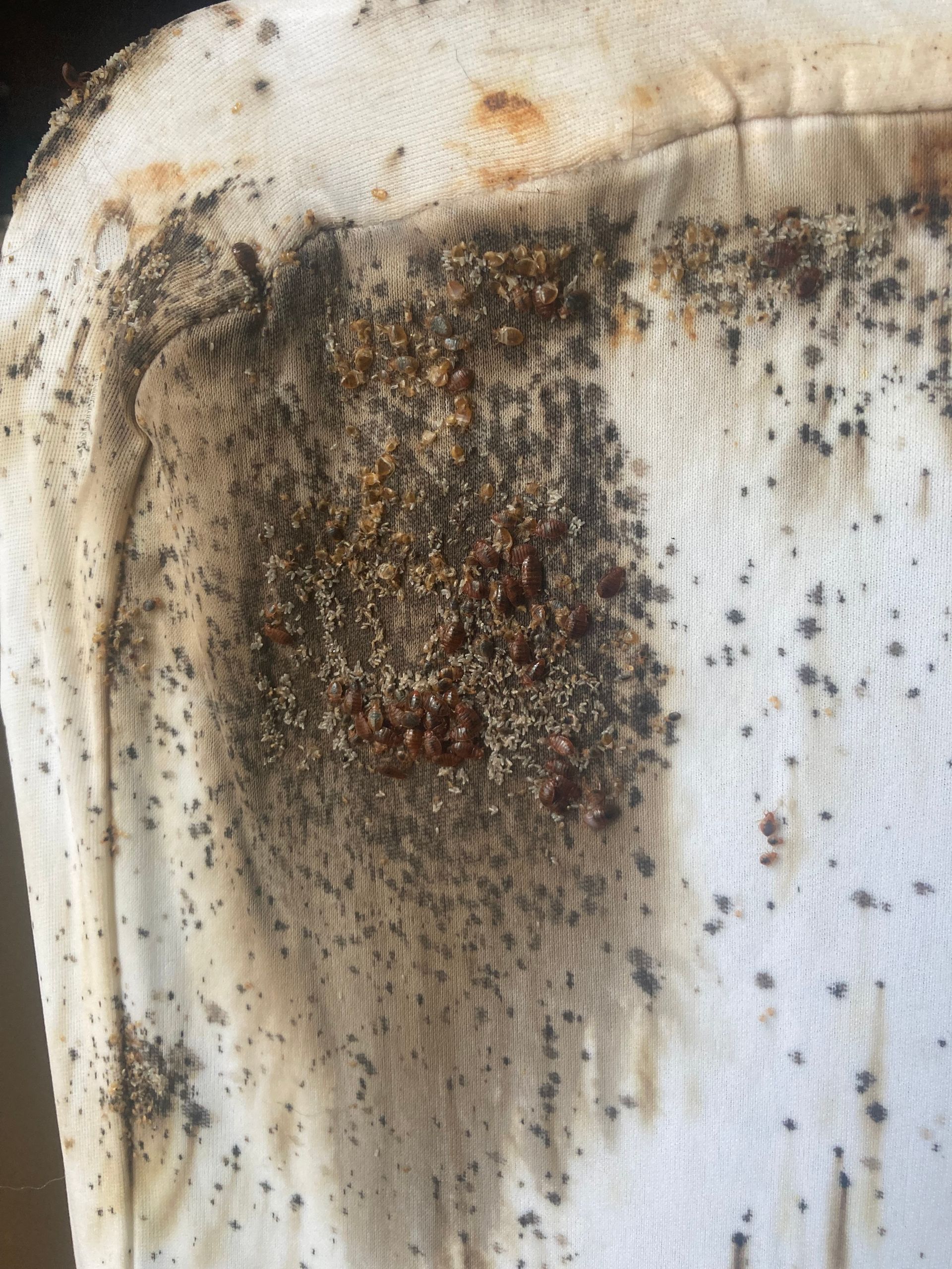 Close-up of a white surface heavily stained with dark spots and specks; possibly mold or insect droppings.