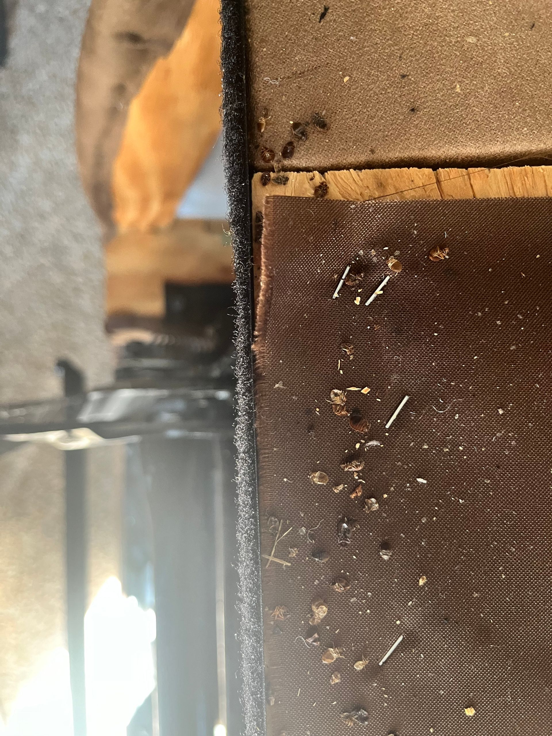 Close-up of a dark brown woven surface with staples and debris, possibly upholstery.