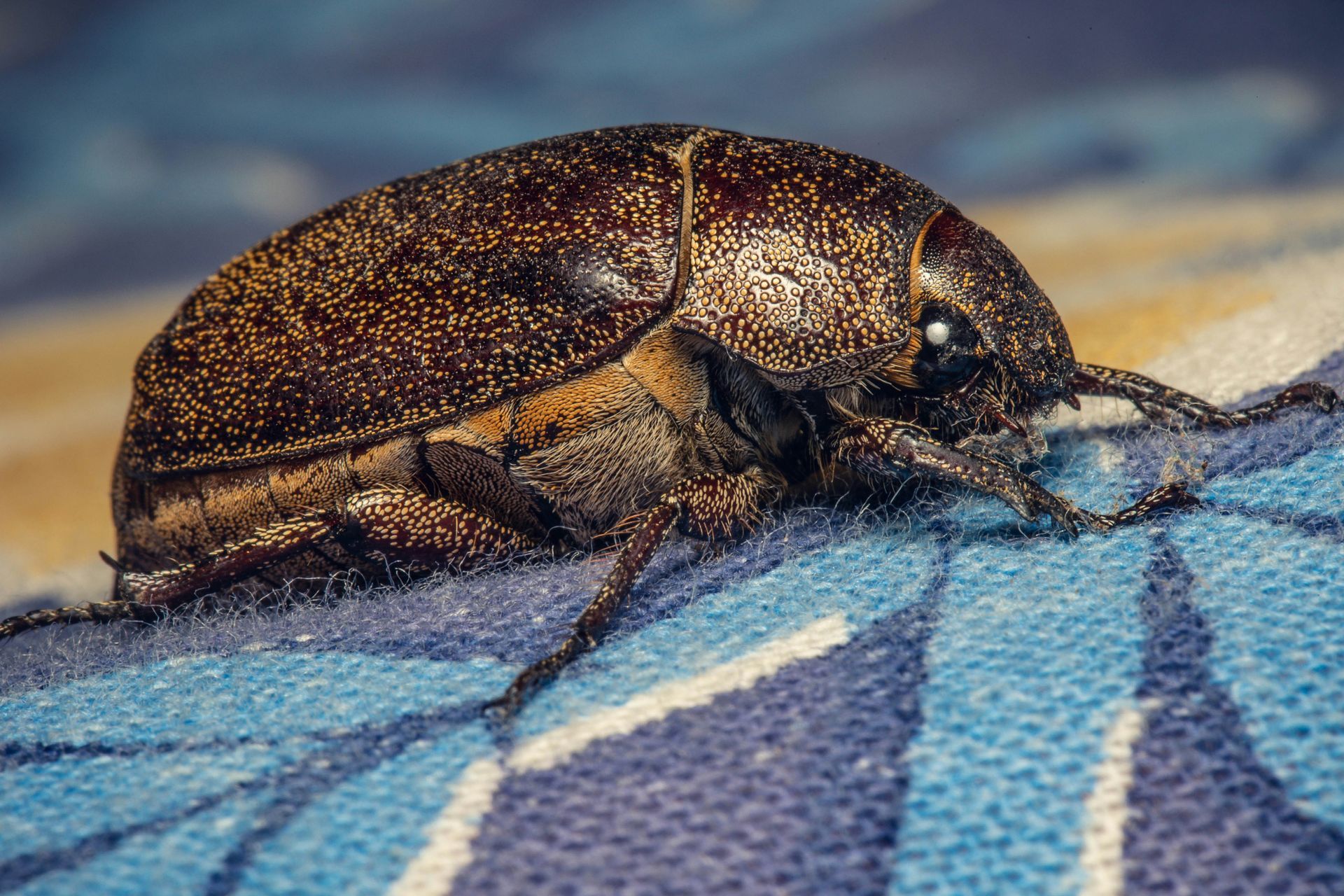 Bed bug myths vs facts for Ohio homeowners explained with pest control tips and prevention advice