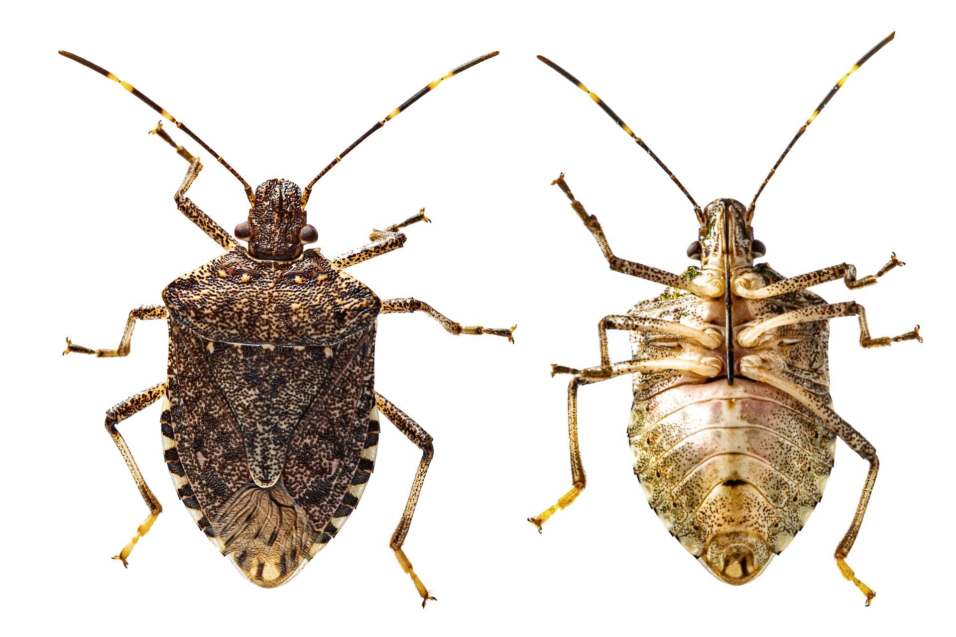 Two bugs are shown side by side on a white background.