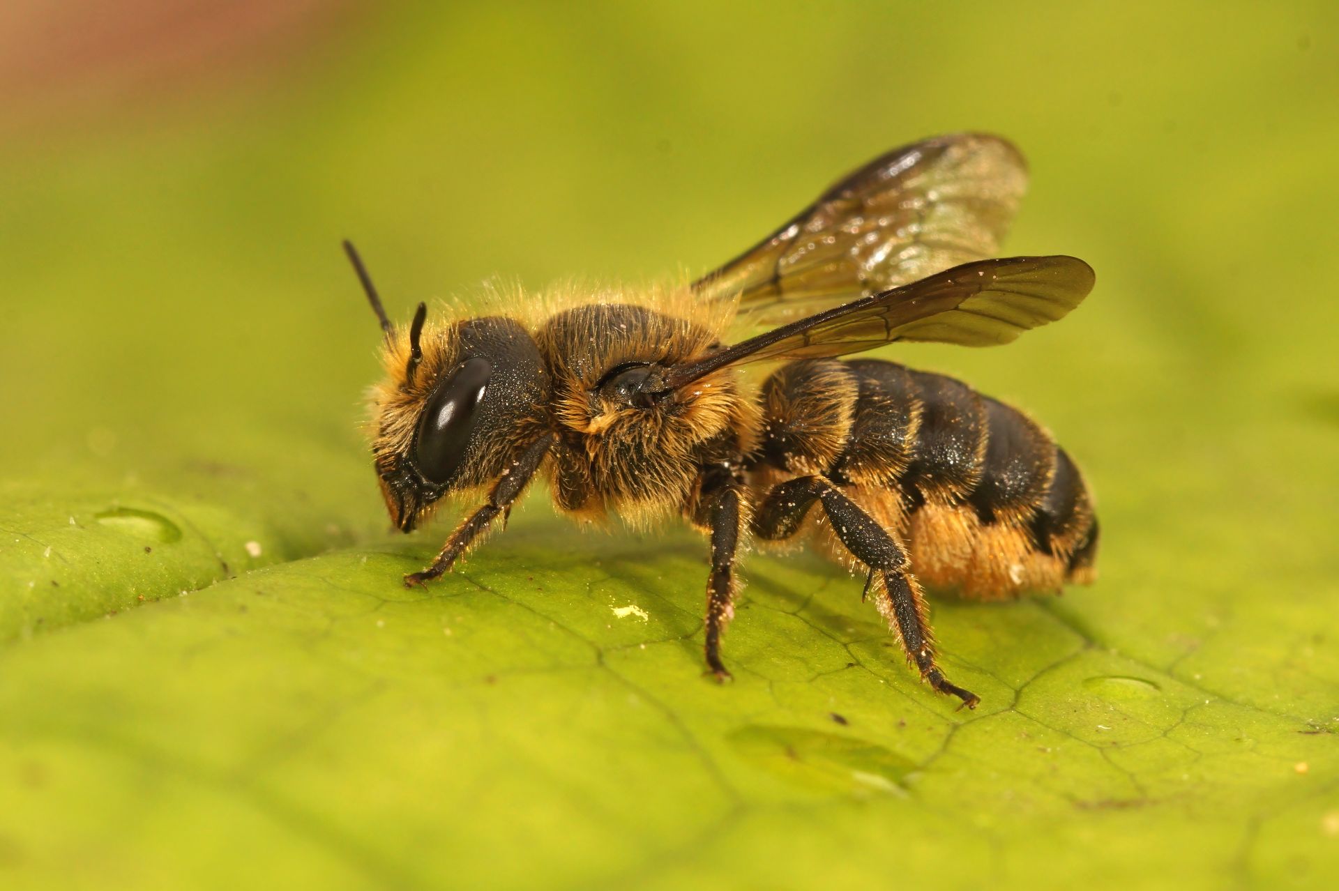 A close up of a bee sitting on top of a green leaf.