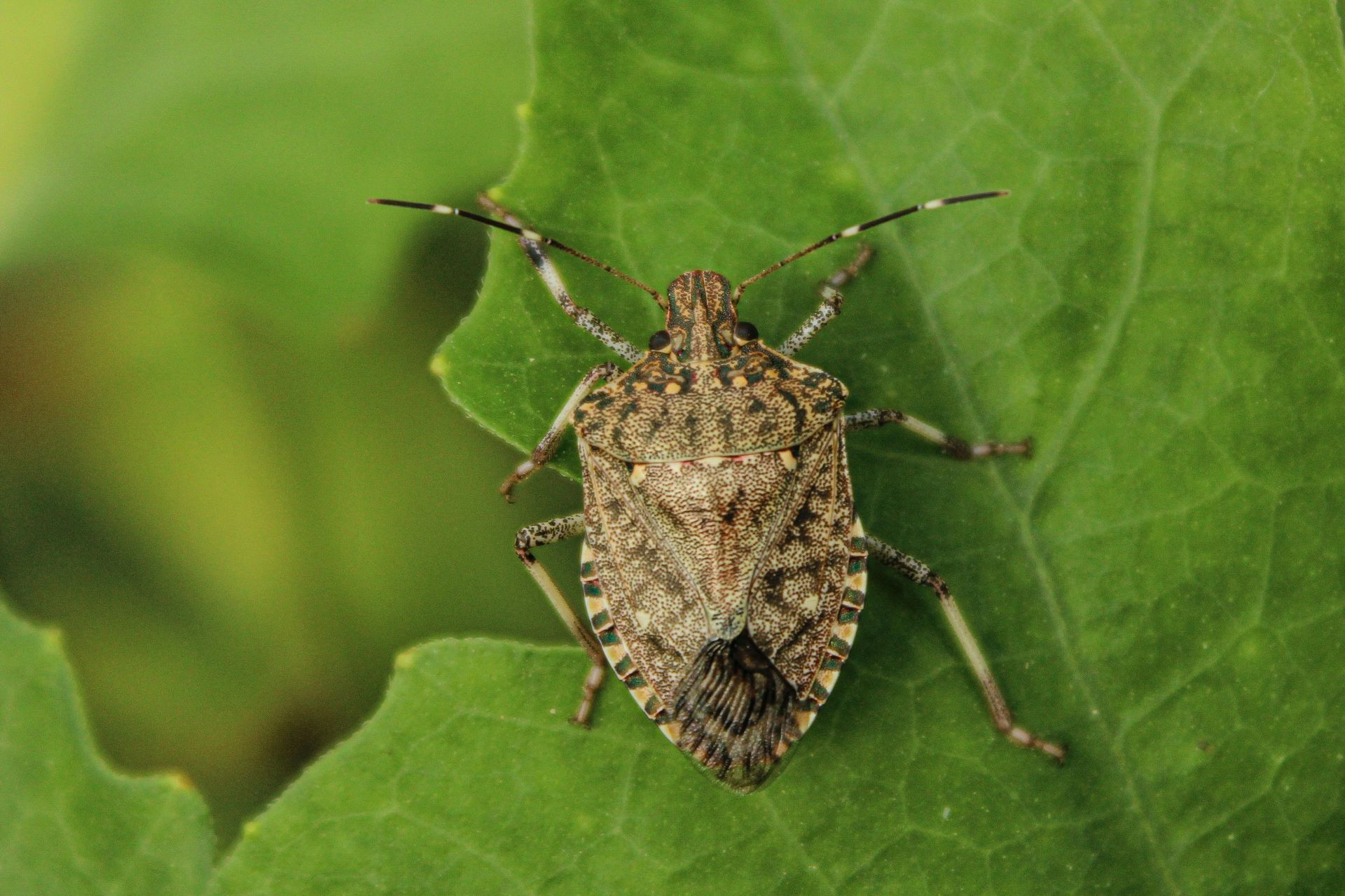 Brown marmorated stink bug on green leaf showing shield-shaped body