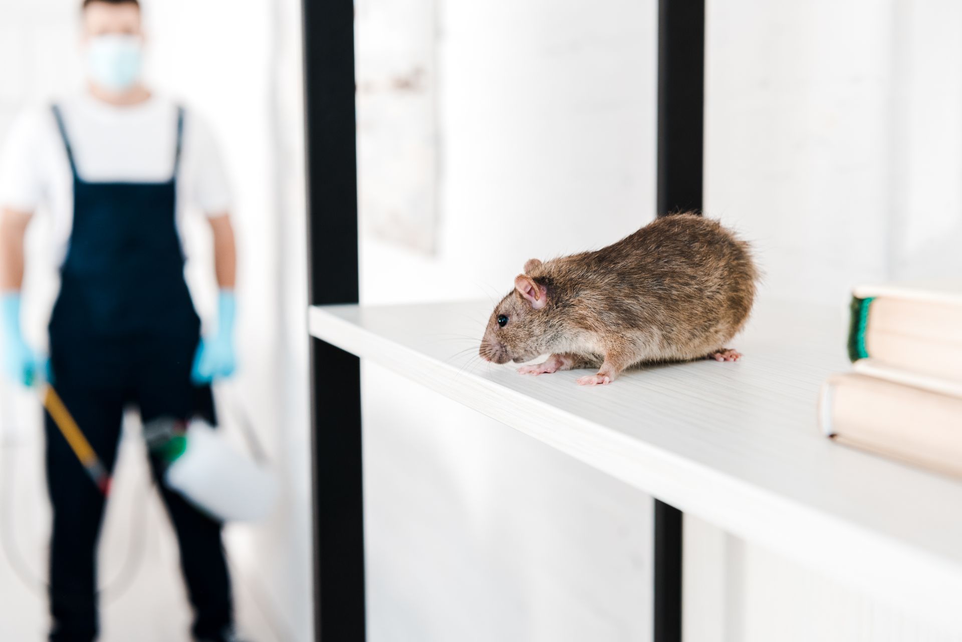 A rat is sitting on a shelf next to a man wearing a mask.