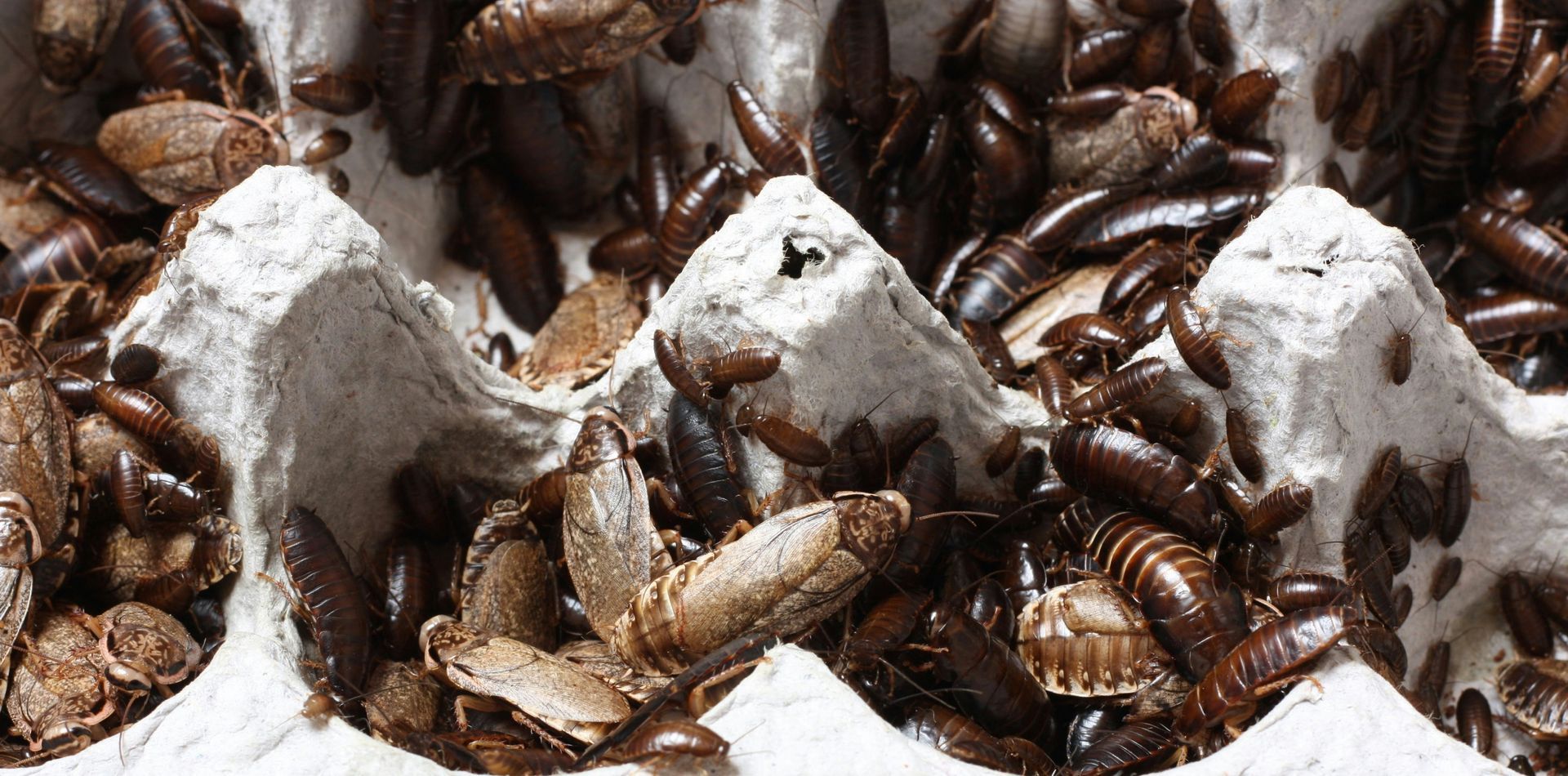Comprehensive guide to cockroach lifespan, reproduction, and infestation risks
