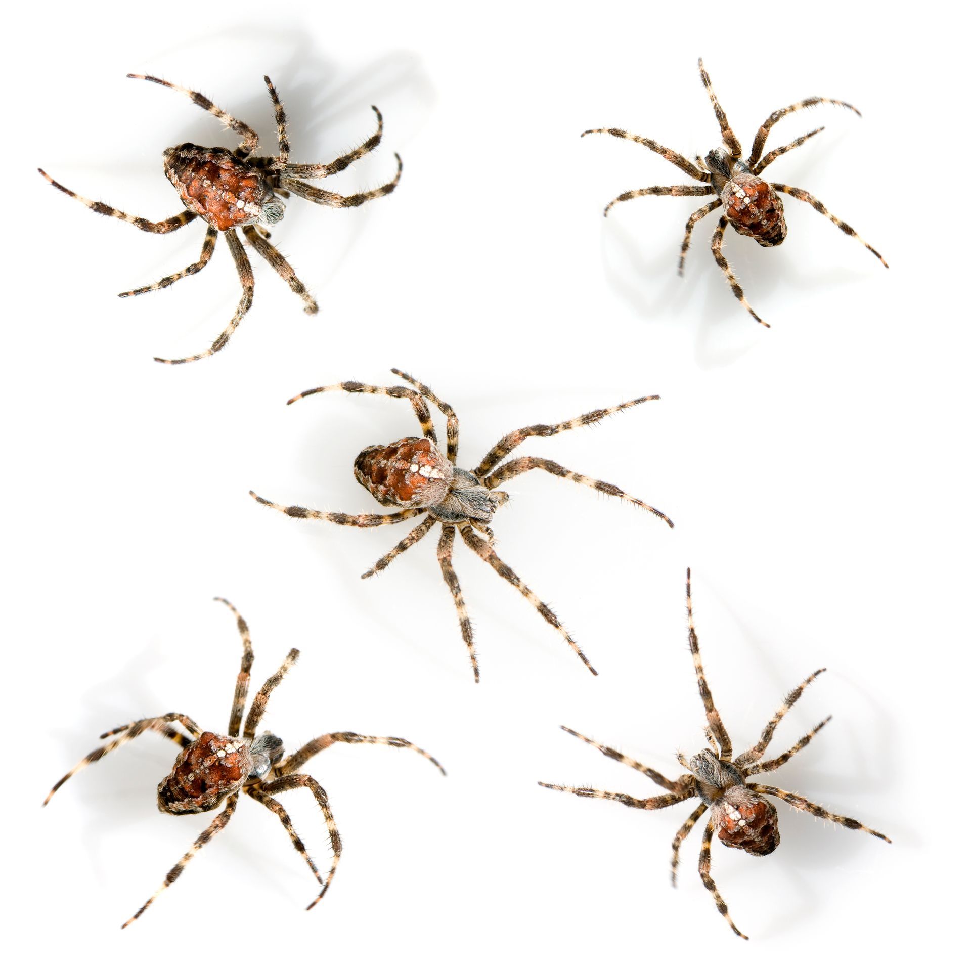 A group of spiders are crawling on a white surface