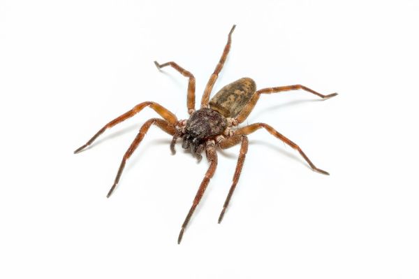 A close up of a spider on a white background.