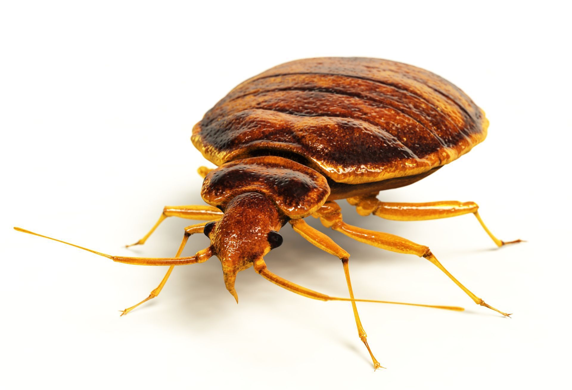 A bed bug is sitting on a white surface.