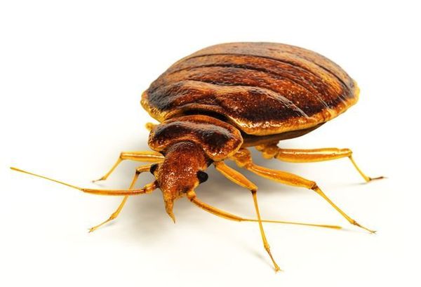 A close up of a bed bug on a white background