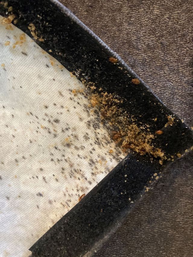 Dark bed bug stains along mattress seam showing infestation signs