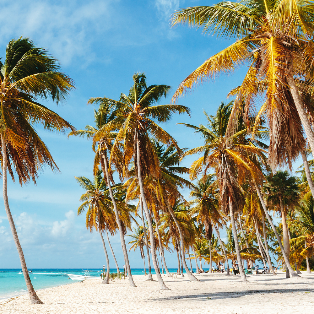 a row of palm trees on a tropical beach