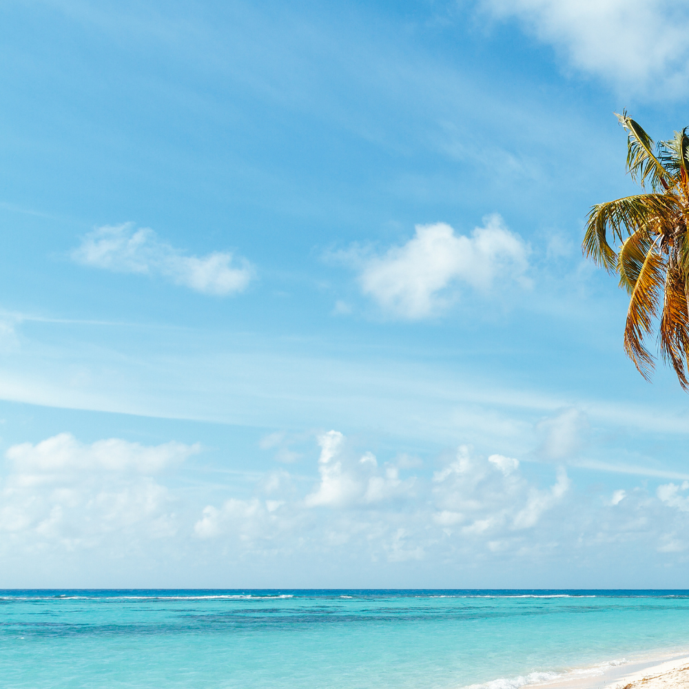 a palm tree on a beach with the ocean in the background
